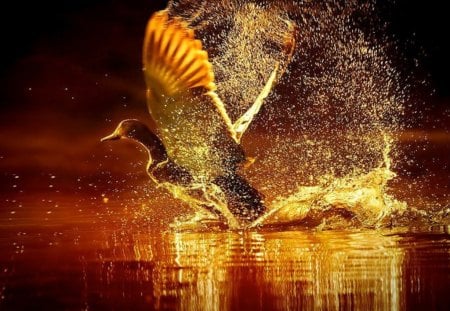 On Golden Pond - bird, pond, land, wings, gold, splash, amber