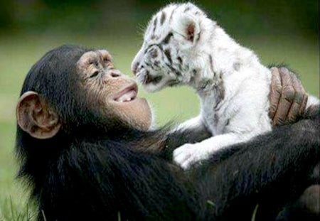 Happy Together - funny, tiger, cute, happy, play, white, monkey, cub, smile, hug