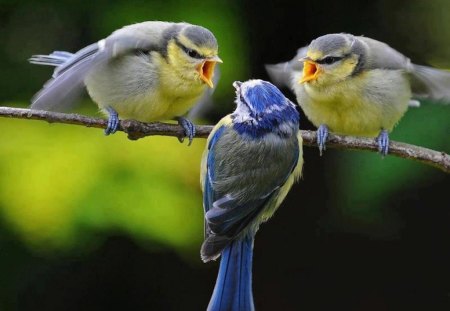 Stern Chirping - discipline, branch, birds, yellow, blue, two against one, angry, reprimand, land, trouble