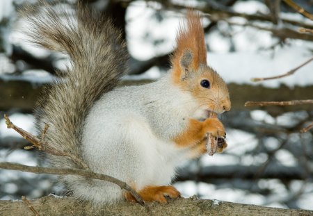 White squirrel - animal, nature, cute, forest, squirrel