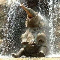 Elephant Relieved