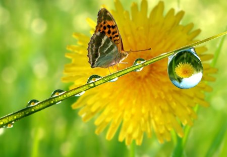 Butterfly Thirsty - beautiful, aamazing, widescreen, plants, morning, photography, nature, animals, cool, flowers, awesome, photo, thirsty, garden, insects, drops, butterflies, butterfly, nice, colors, day