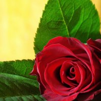 I\'ll give this rose for my love