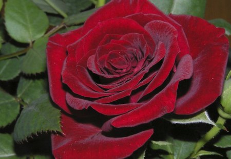 Red rose - red rose, flower, petals, leaves, red, soft, rose, tender, softness