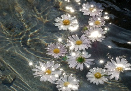 Sparkle - sparkle, water, amazing, daisy, sunshine, brilliant, flowers, daisies, bright