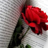 A Rose in the pages