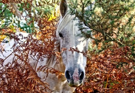 Horse in the forrest - animal, white, forrest, horse