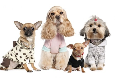 Dogs with costume - dogs, clothes, cute, costume