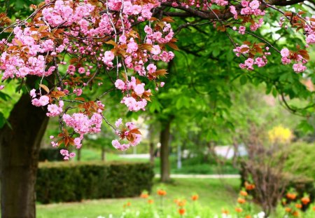 Beautiful Park - nature, trees, pink, green grass, park, flowers, spring