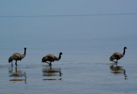 Aussie Emu;s Cooling Off - aussie, feathers, animals, birds