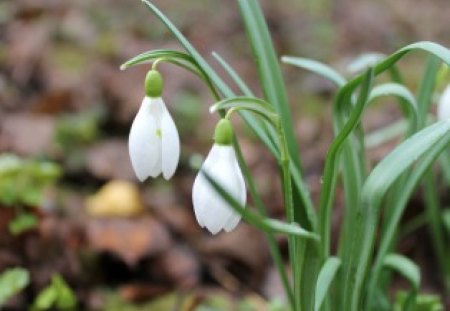 City Pair - pair, spring, city, snowdrop, nature