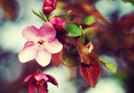 Pink Flowers - flowers, nature, inflorescence, pink, leaves