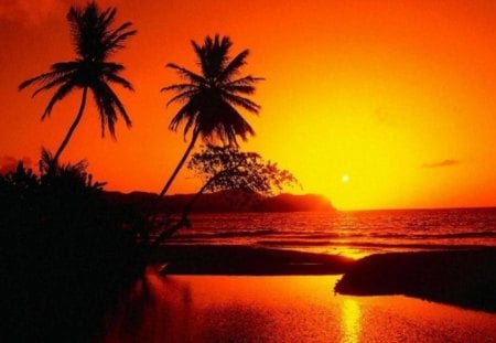 Sunset Reflection - sunset, water, red, reflection, sky, palm tree