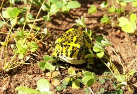 Aussie Yellow Crucifix Frog