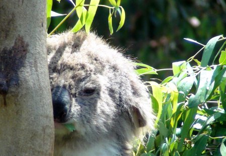 Our Aussie Koala - bear, koala, animal, aussie