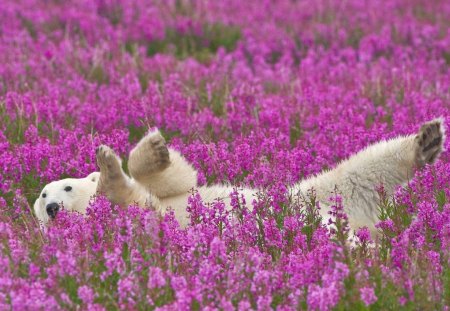 Polar Summer - field, summer, bear, polar