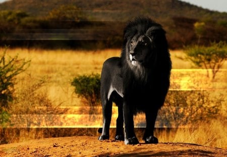 THE MAJESTIC RULER - lion, cat, savanna, wild, king