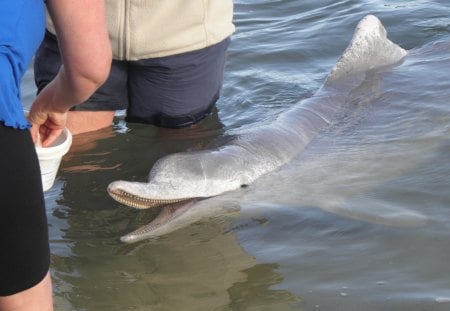 Pacific Humpback Dolphin - dolphin, ocean, mammel, animals