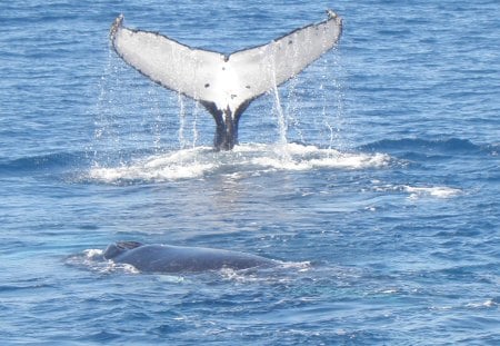 A Whale of a Tail - animal, ocean, mammel, whale