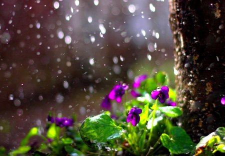 TAKE A SHOWER - tree, blossoms, forest, rain