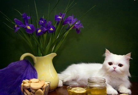 white lady with iryses - cats, white lady, animals, irises