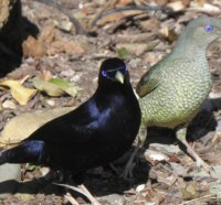 Satin Bower Birds