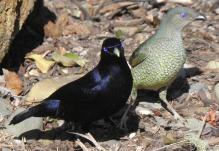 Satin Bower Birds - aussie, nesting, animal, birds