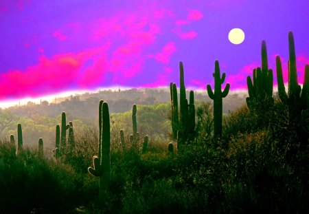 FULL MOON LIGHT - clouds, moon, hills, plants, sky