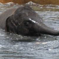 Baby Elephant Cooling Off