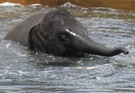 Baby Elephant Cooling Off