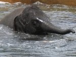 Baby Elephant Cooling Off