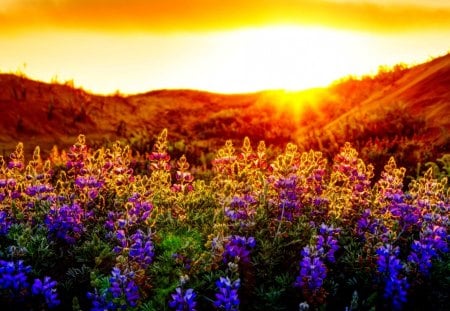 BRIGHT SUNSET - field, sunset, mountain, lupins