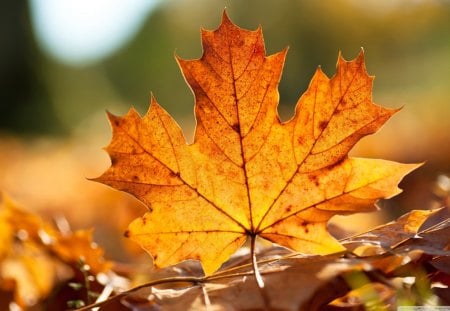 Autumn leaf - beauty, leaf, autumn, red