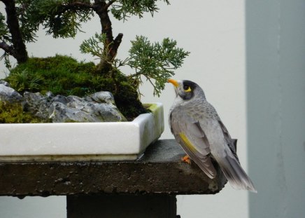 Serenity - bird, nature, beautiful, calming, bonsai