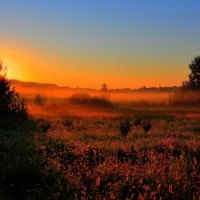 Sunset Field