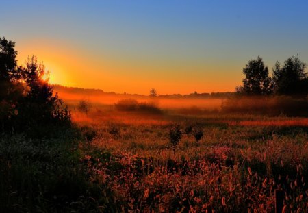 Sunset Field - field, tree, nature, sunset