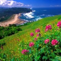 Coastal flowers