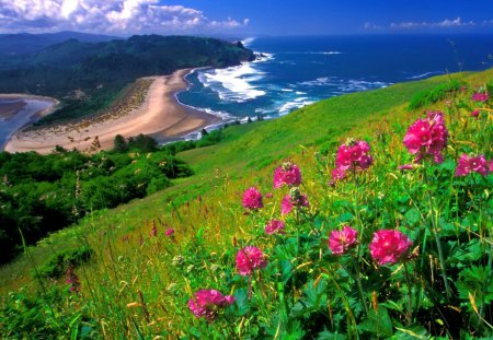 Coastal flowers - summer, coast, blue, beach, grass, meadow, mountain, shore, cascade, field, lake, sky, clouds, water, beautiful, slope, sea, flower, nature, green, floral