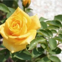 Yellow rose