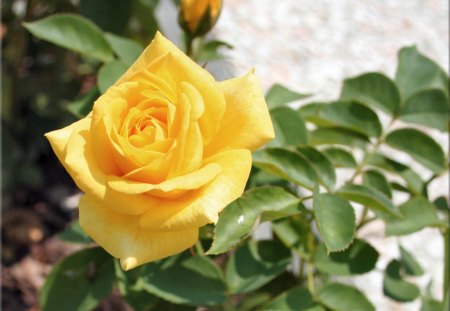 Yellow rose - roses, flowers, yellow, nature