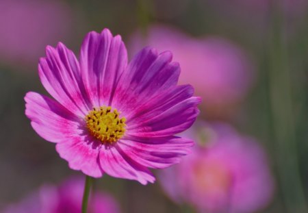 Purple haze Flower - flower, purple, nature, haze