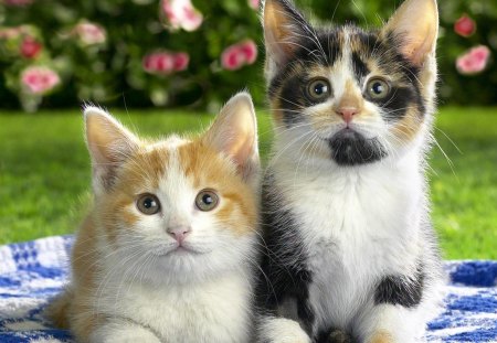 Cats - cute, cats, animals, beautiful