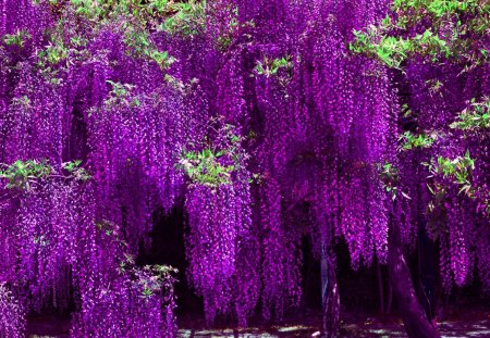 VIOLET WISTERIA - plants, wisteria, blossoms, violet