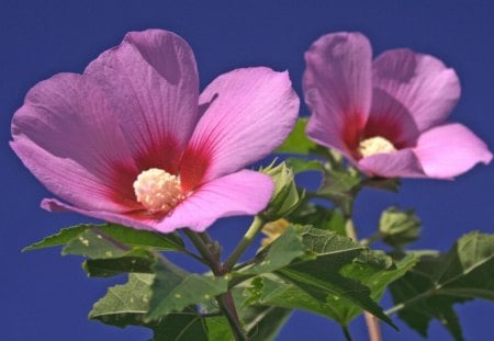 Agains blue background pink flowers - flower, pink, nature, blue