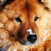 Snow dog