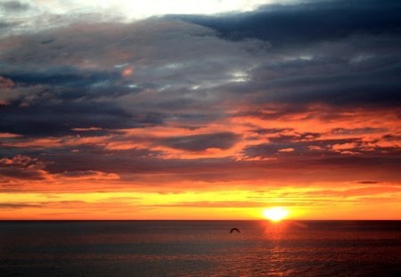 the sea - clouds, bird, water, colors, the sea, sunset, overcast, seagull, alkaline, sun, sky