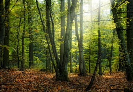 Linda floresta - paisagem, arvores, floresta, verde, linda, natureza