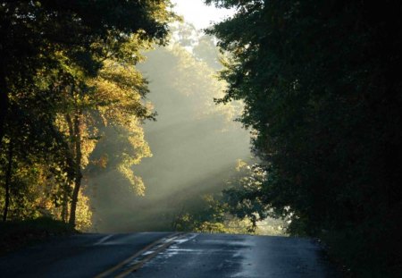 misty road - nature, forest, road, misty