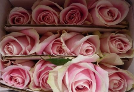 pink roses - roses, flowers, box, pink