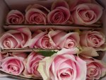 pink roses